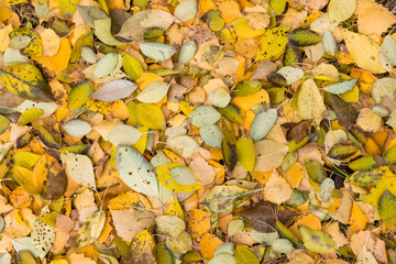 autumn leaves background