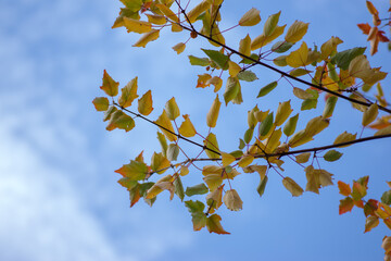 秋の空と色づいた黄色の葉が美しい