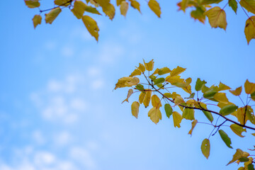 秋の空と色づいた黄色の葉が美しい