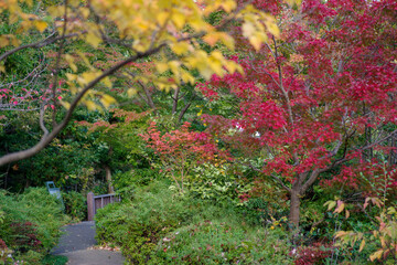 Naklejka premium カラフルな散策道