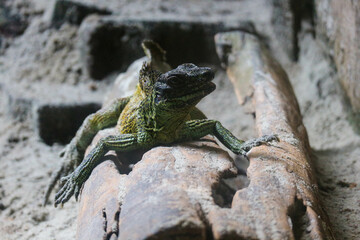 This is a photo of an iguana with a yellowish-green body color in a zoo.