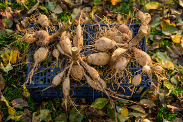 Lifted and washed dahlia tubers drying in afternoon autumn sun before storage for winter. Autumn...