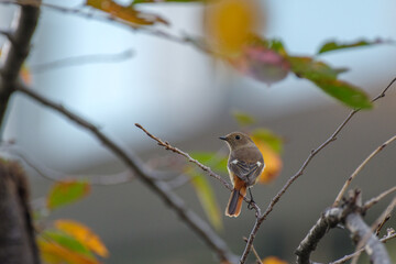 ジョウビタキの後ろ姿