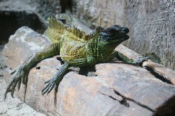 This is a photo of an iguana with a yellowish-green body color in a zoo.