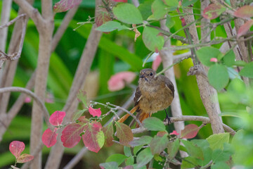 茂みにいるジョウビタキ
