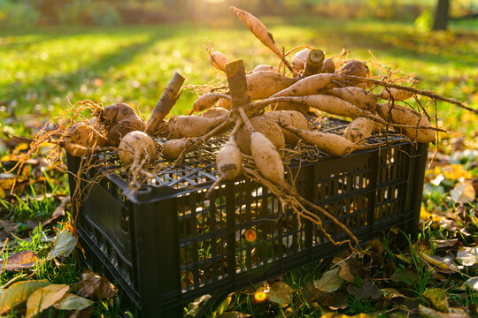 Lifted and washed dahlia tubers drying in afternoon autumn sun before storage for winter. Autumn gardening jobs. Overwintering dahlia tubers.