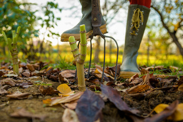 Woman digging up dahlia plant tubers using pitchfork, preparing them for winter storage. Autumn gardening jobs. Overwintering dahlia tubers. Lifting dahlia tubers.
