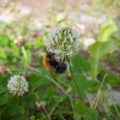 Bumblebee on a flower on a sunny summer day.