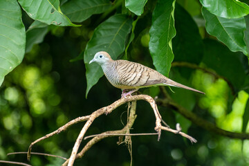 Zebra Dove perched on a branch