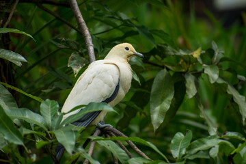 Imperial Pied Pigeon