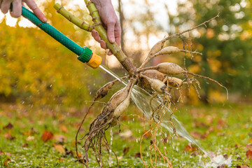 Woman washing up dahlia plant tubers, cleaning and preparing them for winter storage. Autumn...
