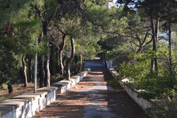 Heybeliada senatorium old tuberculosis hospital , animals and protest photos