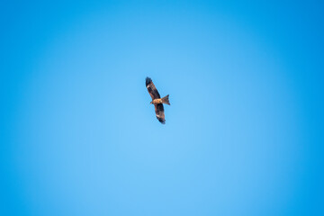 The bird of prey Black Kite flying in blue Sky