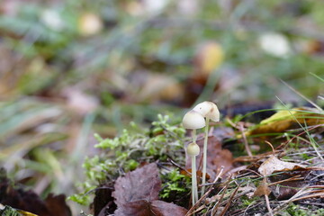 three small white mushrooms in a clearing in the forest