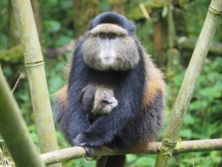 Golden monkies - Cercopithecus kandti - in the jungle in Rwanda, African wildlife