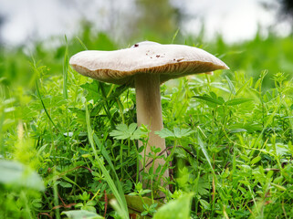 Close up of a spring cavalier mushroom (melanoleuca cognata) in the grass