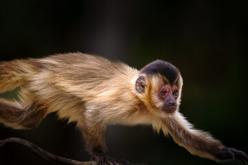 Capuchin monkey running  on a jungle vie
