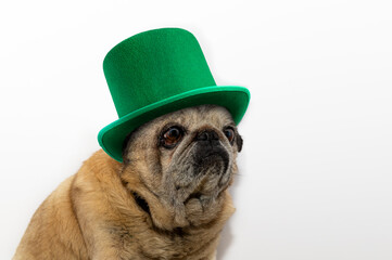 St. Patrick's Day. Pug dog in a leprechaun hat on a white background.