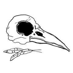 Bird skull with feathers vector drawing. Outline skull and feathers of a bird, isolated on transparent background. Design for magic, occult, esoteric, witchcraft, icon, tattoo, wizardry, tarot cards.