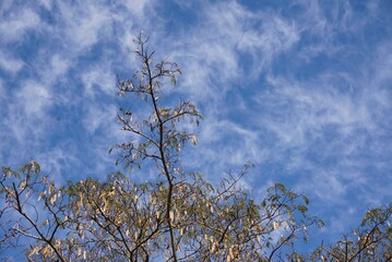 ねむの木の種子と青空