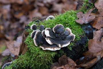 Trametes versicolor, turkey tail mushroom close up selective focus