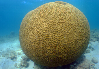 a beautiful brain coral in the caribbean sea