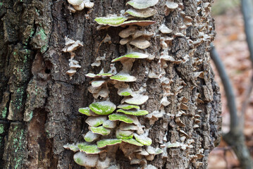 colony of fungi on tree trunk closeup selective focus