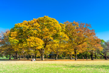東京　秋の代々木公園