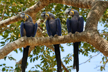Three hyacinth macaws posing on a large tree branch