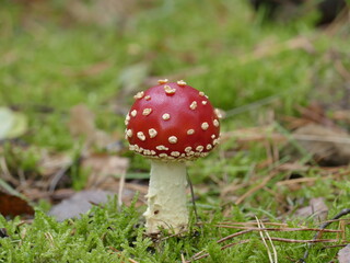 beautiful young fly agaric on the wayside in the forest