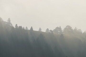 雲の中の木々