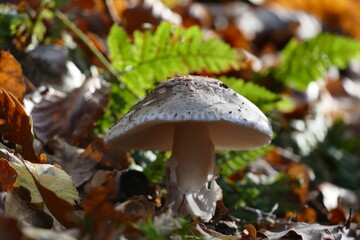 schöner weißer Pilz am Wegrand im Wald