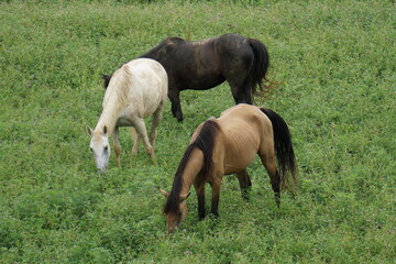 Horses in field in Gatlinburg Tennessee