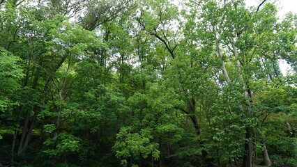 Trees and River in Gatlinburg Tennessee
