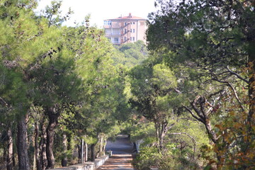 Heybeliada senatorium old tuberculosis hospital , animals and protest photos