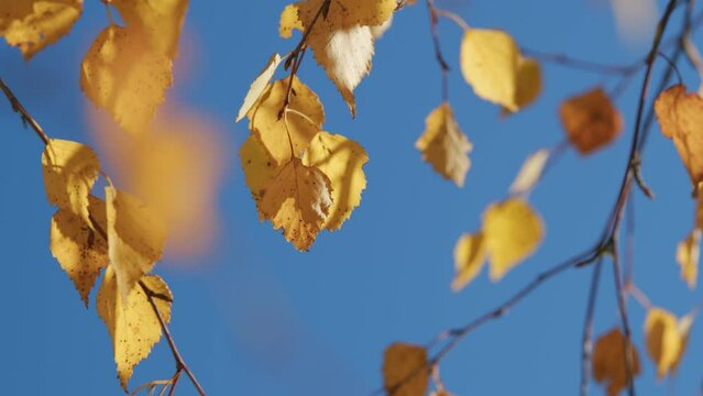 Yellow birch leaves on a tree in autumn in sunny weather against a blue sky. Autumn background. Close up.