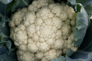 Cauliflower grows in organic soil in the garden on the vegetable area. Cauliflower head in natural conditions, close-up
