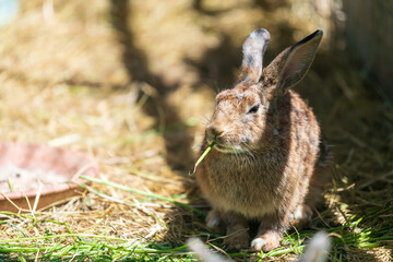 Adorable brown rabbit eating green grass inside stable