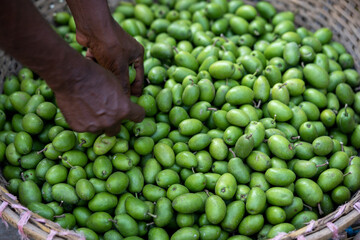 Sorting olive Green olives 09-11-2022
