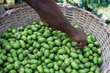 Sorting olive Green olives 09-11-2022