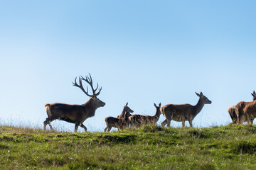 Red deer stag and female dears on a hill top in autumn. Rotorua, New Zealand.