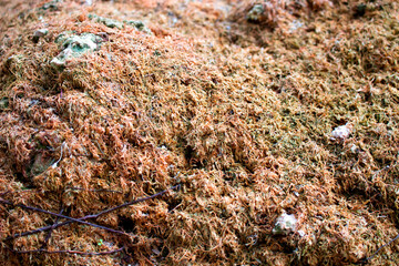 Dry moss texture on stone