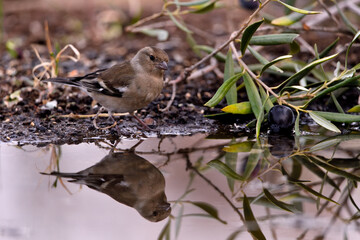 pinzón hembra bebiendo en el estanque, pinzón vulgar (Fringilla coelebs) Guaro  Málaga...