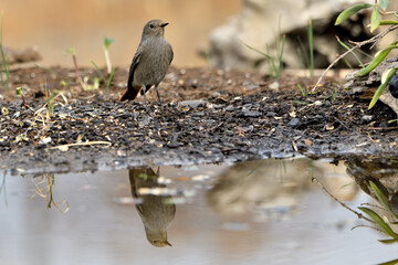 colirrojo tizón hembra (Phoenicurus ochruros)​ en el estanque del parque comiendo y bebiendo 