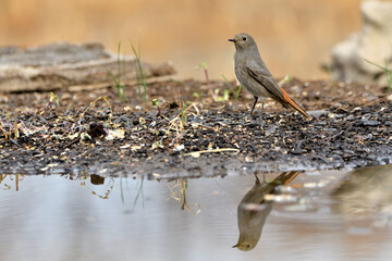  colirrojo tizón (Phoenicurus ochruros)​ en el estanque del parque bebiendo y reflejado en el...
