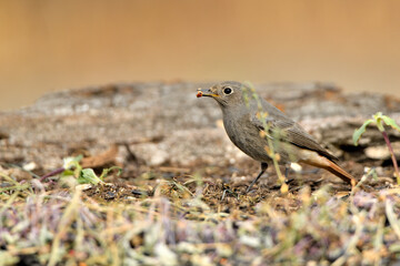 colirrojo tizón hembra (Phoenicurus ochruros)​ posado en el suelo del bosque