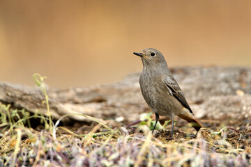 colirrojo tizón hembra (Phoenicurus ochruros)​ posado en el suelo del bosque