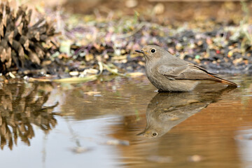 colirrojo tizón hembra (Phoenicurus ochruros) bañándose en el estanque del parque 