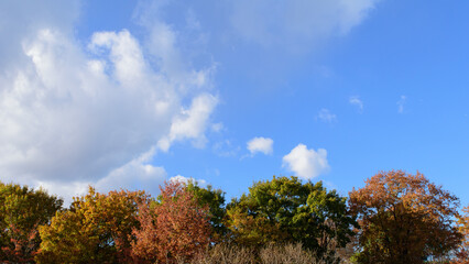 Autumn leaves in full bloom, beautiful gradation of maple, landscape background of blue sky and autumn leaves, maple picking, autumn and winter