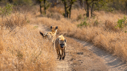 Fototapeta na wymiar Two spotted hyena (Crocuta crocuta) walking on a road, Timbavati Game Reserve, South Africa.